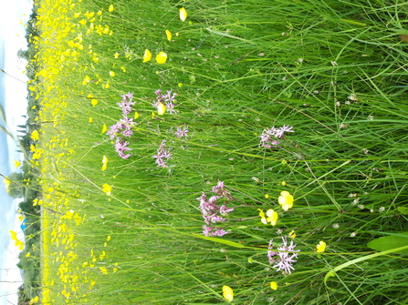 Meadow restoration, Oundle