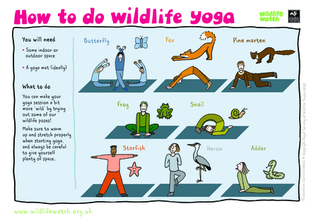 How to do wildlife yoga