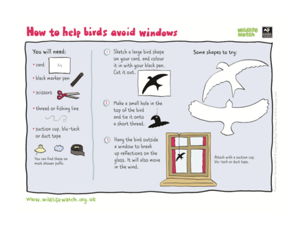 How to help birds avoid windows