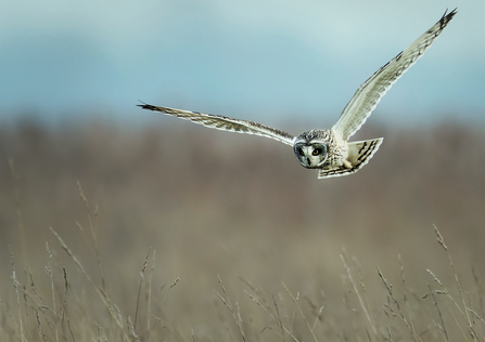 A short-eared owl in flight over Burwell Fen, looking down