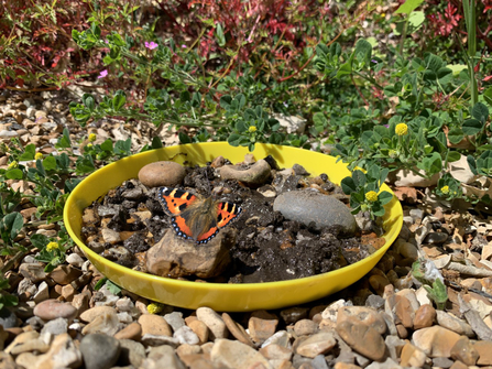 butterfly pool