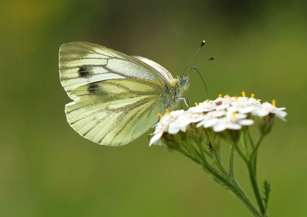 Green-veined White