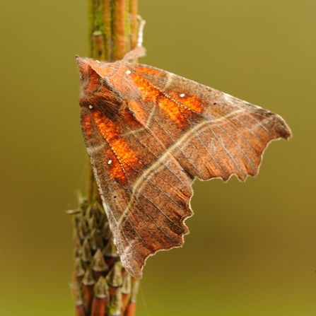 Herald moth