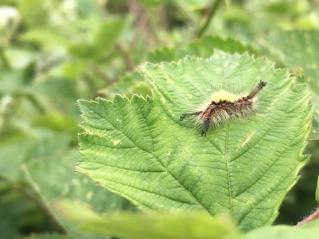 Vapourer moth caterpillar