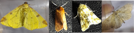 Totternhoe Moths