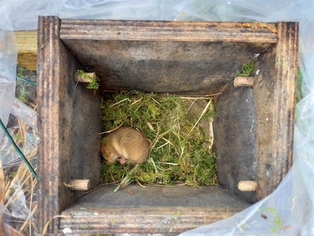 Dormouse in box