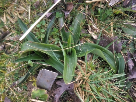 Wintergreen man orchid