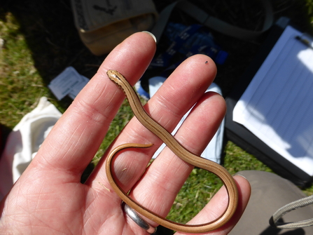 Slow worm