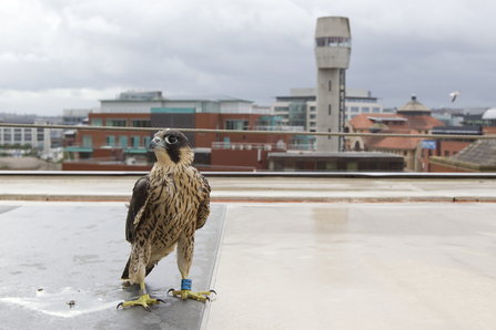 Juvenile peregrine falcon on rooftop with city in background, The Wildlife Trusts