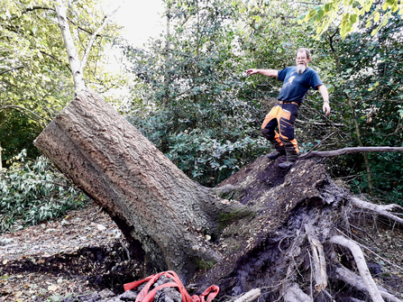 Ian Wilson on turkey oak, by Ian Hilbert 