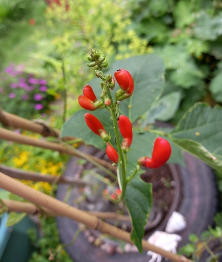 Runner beans growing in a old tyre