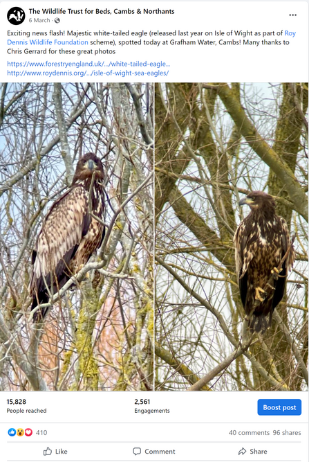 Our Social Highlights - White-tailed eagle