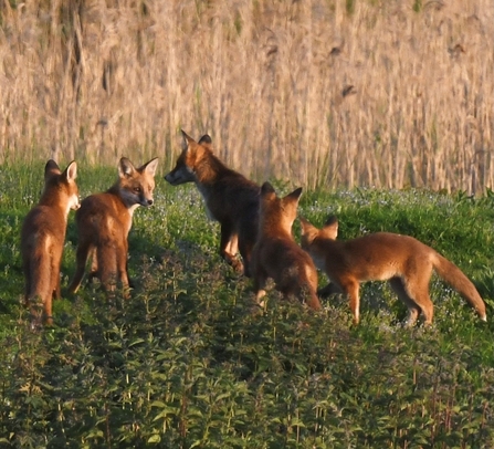 Fox and cubs