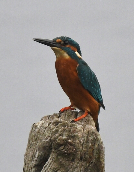 Kingfisher 