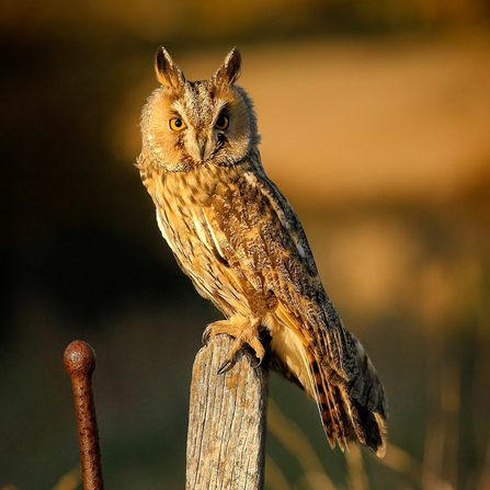 Long-eared owl