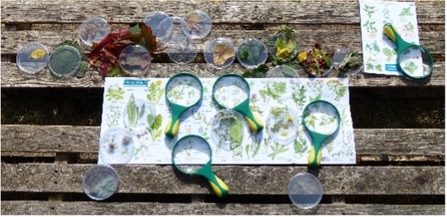 Bug ID sheets and magnifying glasses on a bench