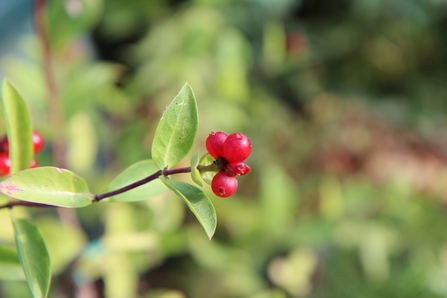 Honeysuckle berries