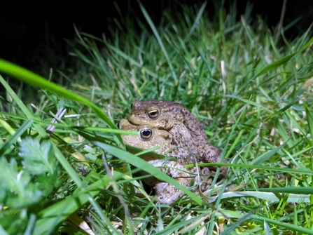 Frog or Toad?  Wildlife Trust for Beds, Cambs & Northants