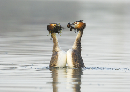 Great crested grebe weed dance