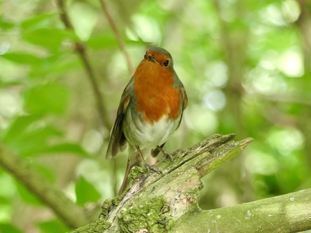 Robin by Young People's Forum member Ionathan