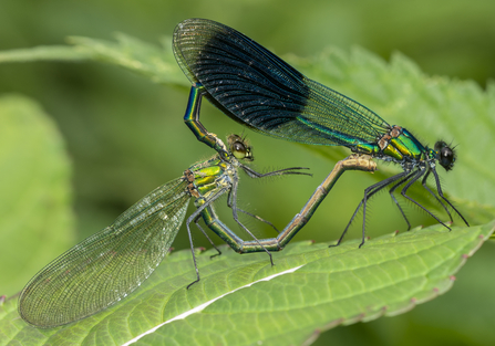 Banded demoiselle mating pair by David Harris