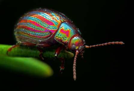 Rosemary beetle by Peter Swan