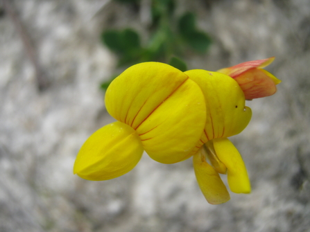 Bird's-foot trefoil flower