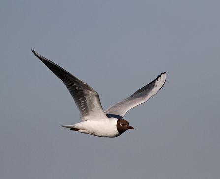 Black Headed Gull by Neil McMahon