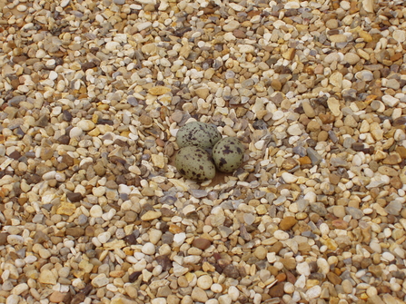 Common Tern eggs