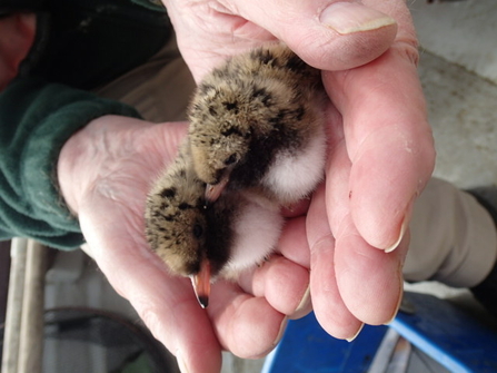 Common tern chicks by Lynne Barnet - taken in 2022