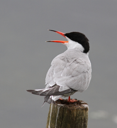 Common tern by Neil McMahon
