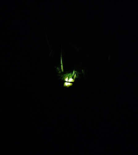Glow worm Totternhoe