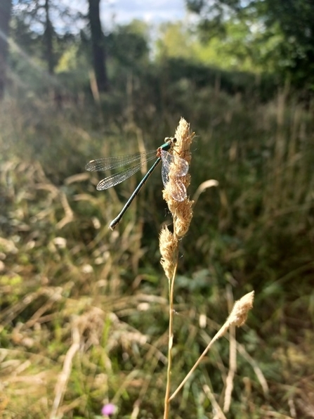 Chalcolestes viridis_willow emerald damselfly Felmersham gravel pits