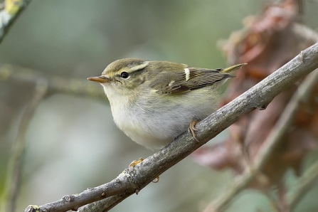 Yellow-browed warbler sitting on branch