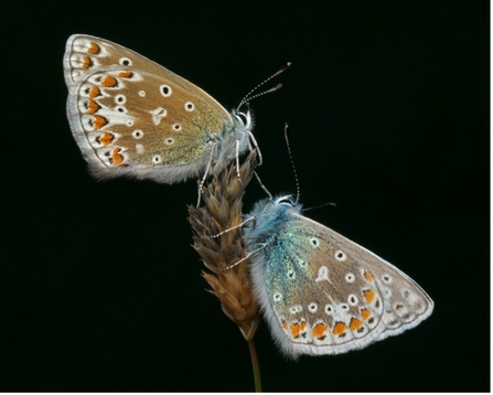 Common blue butterflies (Polyommatus icarus)