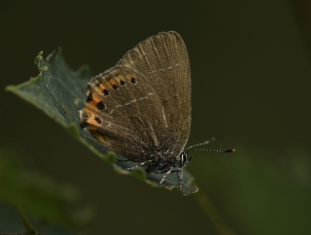 Black hairstreak butterfly on a leaf