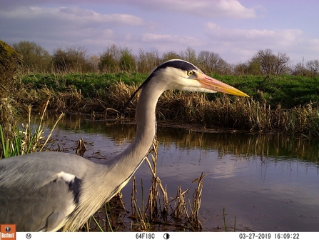 Grey heron with water in background