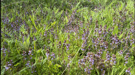 Display of ground ivy