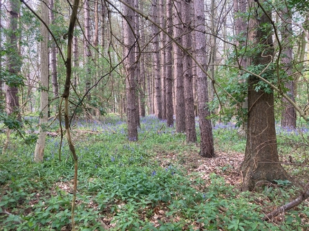 Bushrubs Wood, Northamptonshire
