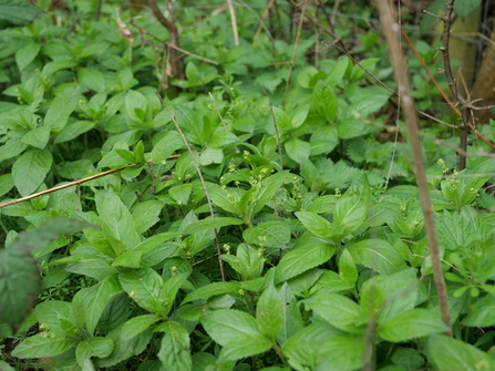 Dogs mercury - AL