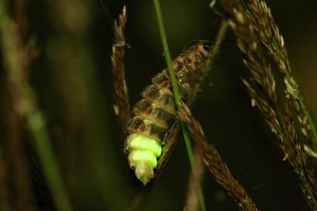 A Glow Worm Hunt - did we find any? | Wildlife Trust for Beds Cambs ...