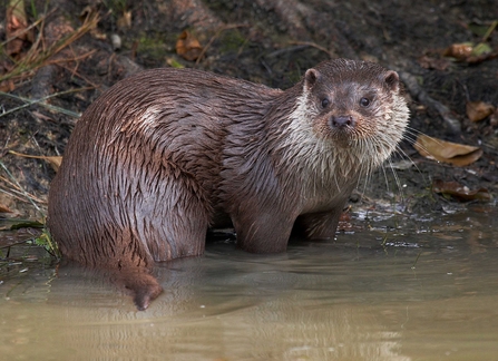 Otter by Elliot Smith