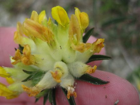 Small Blue Butterfly Egg on Kidney Vetch Totternhoe 