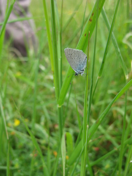 Small Blue Butterfly