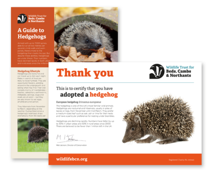 A picture of the digital certificate and factfile you'll get when you adopt a hedgehog