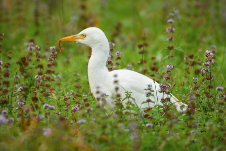 Cattle Egret eating a newt