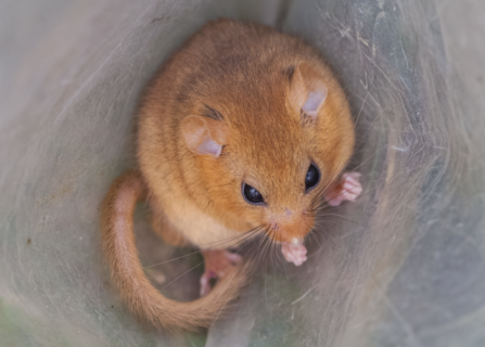 Dormouse by Alistair Grant