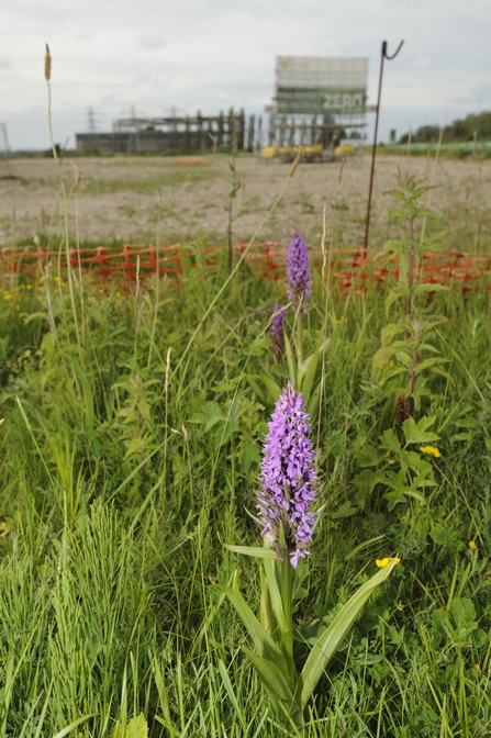 Light purple flower in front of orange protective fencing