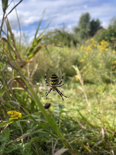 Wasp spider