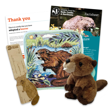 Adopt a beaver pack contents, including certificate, factsheet, illustrated beaver print, beaver bookmark and soft beaver toy
